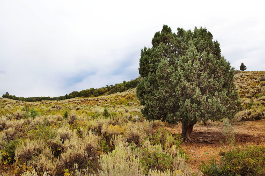 Mustard Seed - Taken in Cottonwood Canyon, Utah (August 2013)