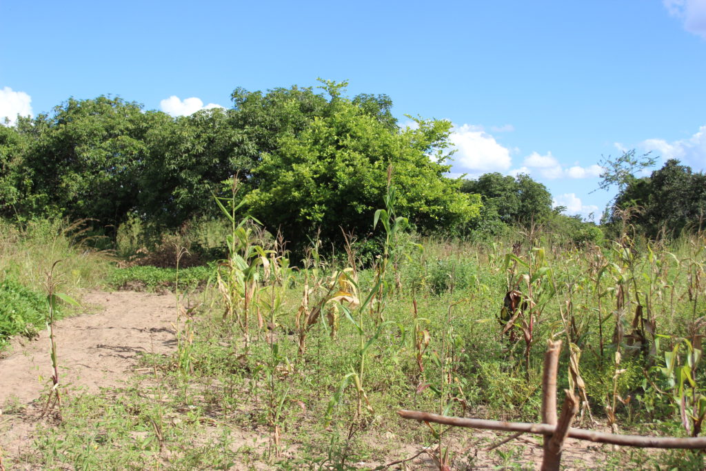 Photo courtesy of Shannon Hoffmann