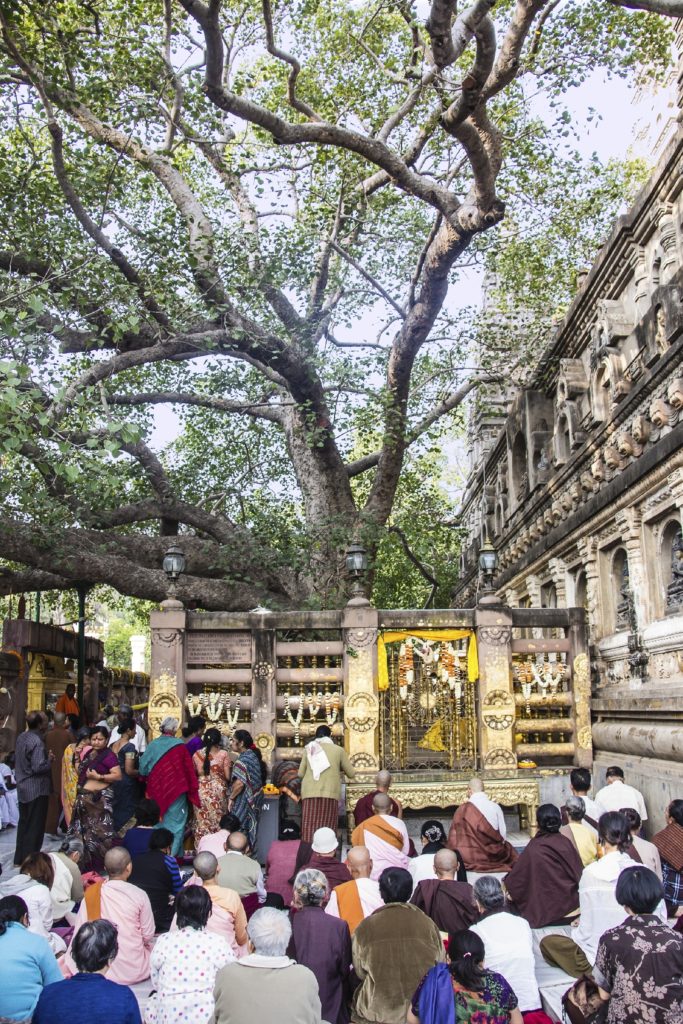 Bodhi Tree